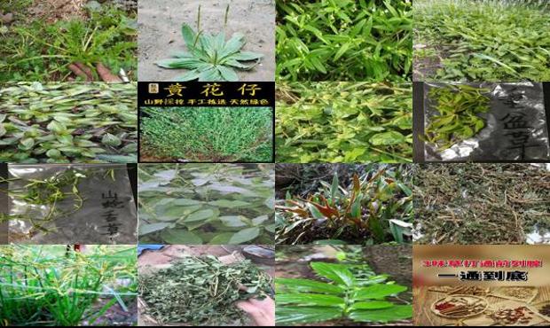 汕头前列腺炎吃什么青草药